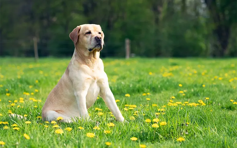 From Paw Prints to Pristine: Why a Waste-Free Yard Matters