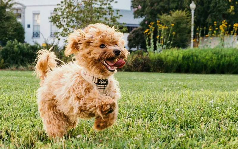 Unleash the Energy: Why Exercise is Essential for Your Pet’s Well-being